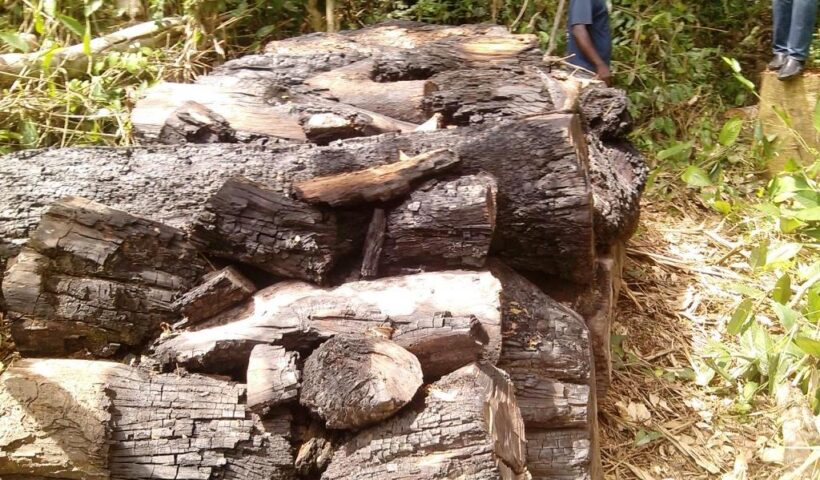 Des ratés, morceaux de bois n’ayant pas été carbonisés dans les précédents fours, mise en ensemble pour une re-carbonisation à Yangambi, province de la Tshopo, RD Congo.© Hervé Mukulu