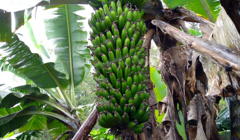 régime des bananes à cuire ‘Musa sapientum’, un des mets réguliers à midi.