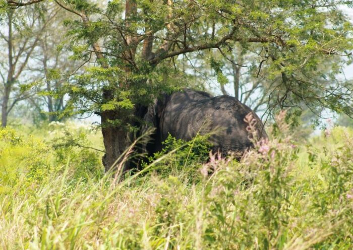 Un éléphant dans le virunga, près de Kyavinyonge. Crédit photo : Hervé Mukulu