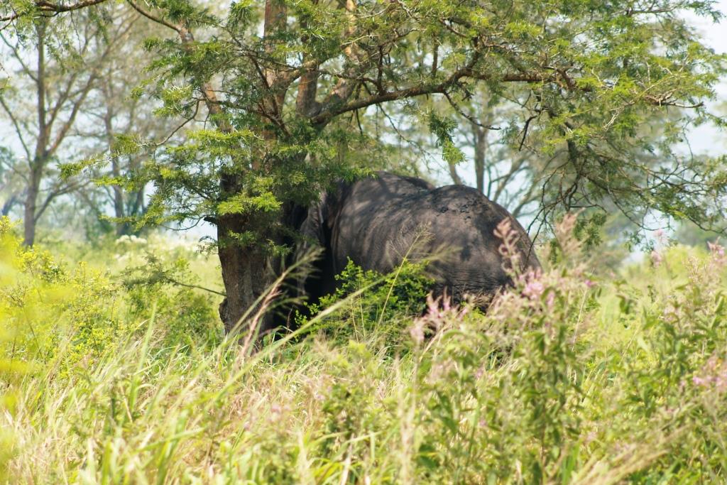 Un éléphant dans le virunga, près de Kyavinyonge. Crédit photo : Hervé Mukulu