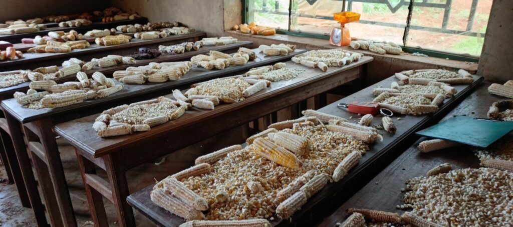 Légende : L’égrenage des différentes variétés de maïs cultivées en territoire de Lubero et de Beni dans un office du CERAVEG à Butembo ©Hervé Mukulu