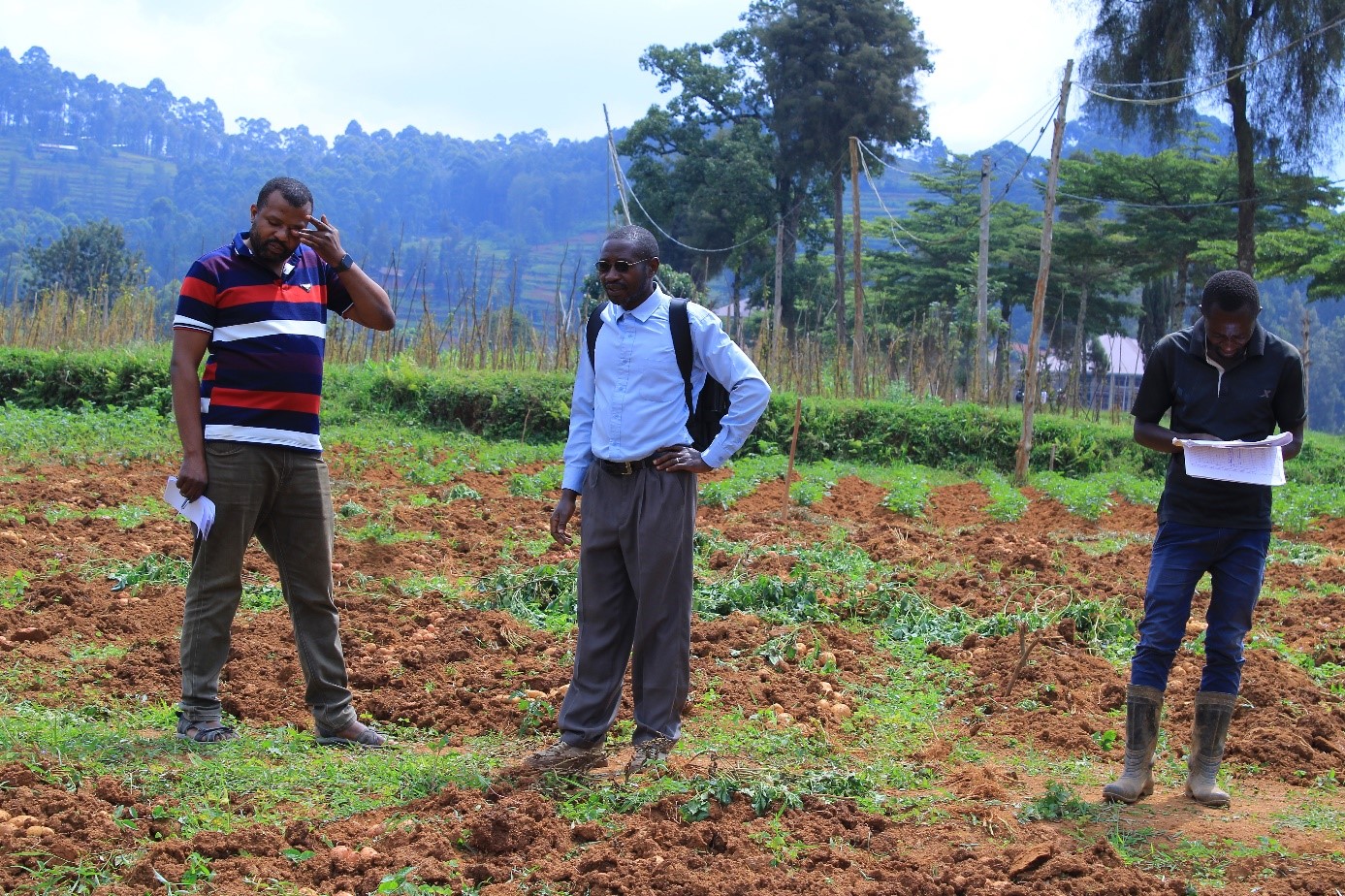 Le Professeur Ordinaire Charles Valimunzigha (au milieu) inspecte un champ expérimental de son doctorant IDJA (A gauche) sur le site de l’UCG. ©Hervé Mukulu