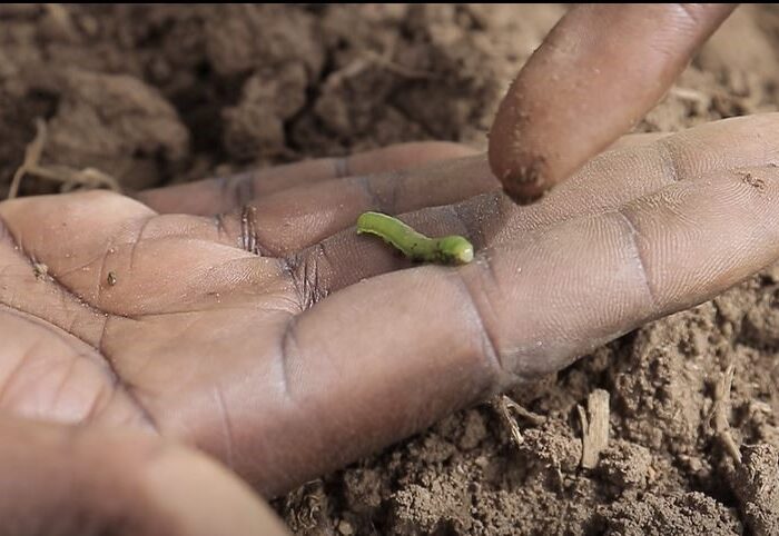 Photo : la chenille légionnaire entre les mains d’un agronome ©Greenafia