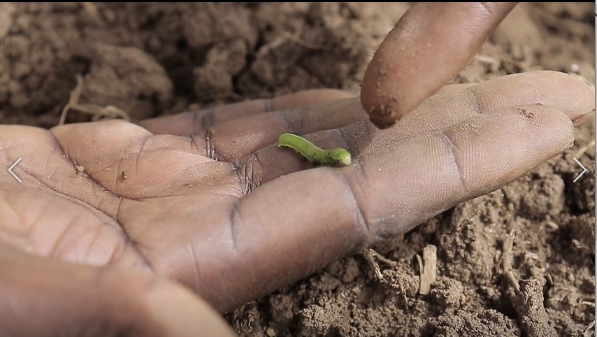Photo : la chenille légionnaire entre les mains d’un agronome ©Greenafia