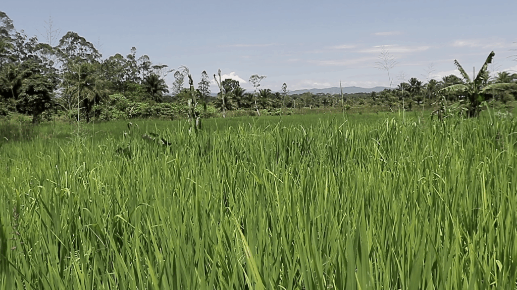 Photo : Champ de riz  à Beni ©GreenAfia 