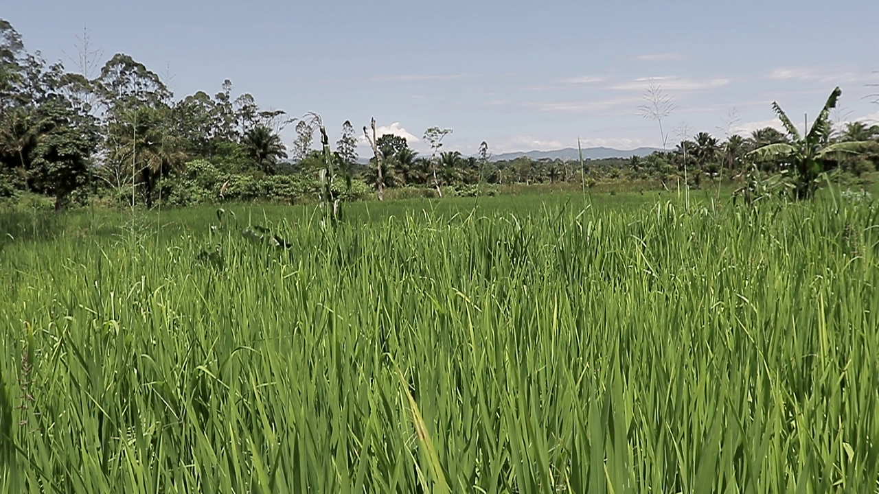 Photo : Champ de riz à Beni ©GreenAfia