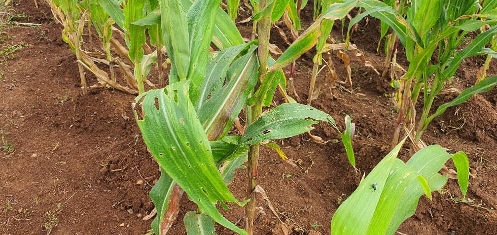 Photo : des plants de maïs sérieusement attaqués par la chenille légionnaire ©Hervé Mukulu